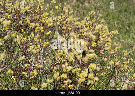 Creeping Willow (Salix repens) catkins Stock Photo