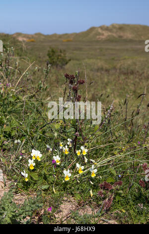 Dune Pansy (Viola tricolor ssp. curtsii) in the dune slacks at Newborough, Anglesey Stock Photo