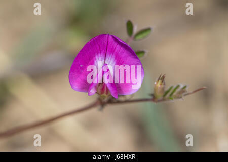 Spring Vetch (Vicia lathyroides) flower Stock Photo