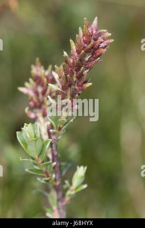 female Creeping Willow (Salix repens) flowers Stock Photo