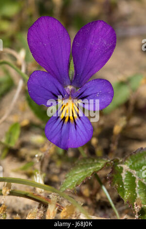 Dune Pansy (Viola tricolor ssp. curtsii) Stock Photo