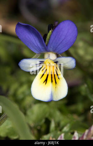 Dune Pansy (Viola tricolor ssp. curtisii) Stock Photo