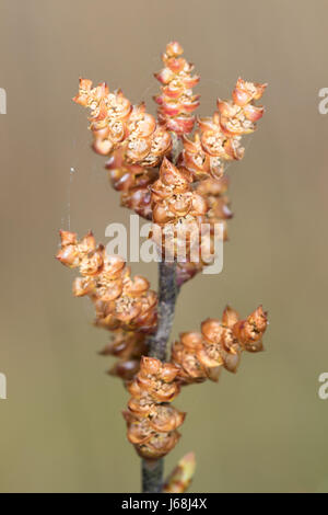 Bog-myrtle (Myrica gale) flowers Stock Photo