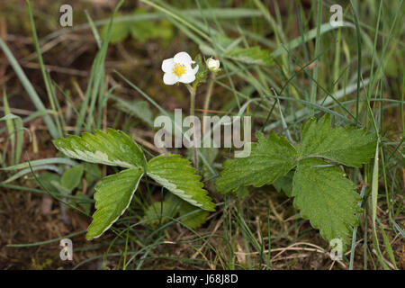 Wild Strawberry (Fragaria vesca) Stock Photo