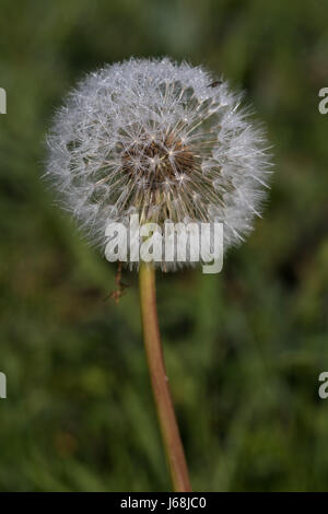 Dandelion "clock" seedhead (Taraxacum spp.) Stock Photo