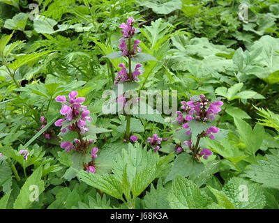 Nice purple flower on a green background, (Lamium maculatum) Stock Photo