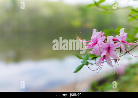 Macro closeup of pink rhododendron flowers showing closeup texture Stock Photo