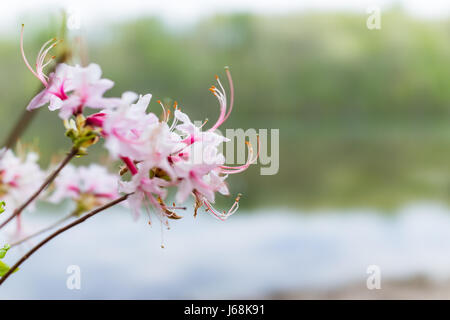 Macro closeup of pink rhododendron flowers showing closeup texture Stock Photo