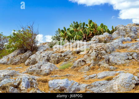 Giant green cactus growing among huge boulders on hills inside of courtyard Fortezza Castle - Venetian fortress with Bastion defense system on hill Pa Stock Photo