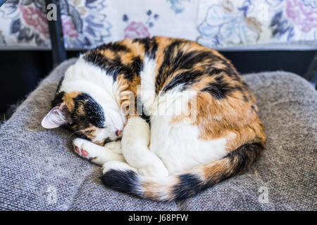 Closeup of calico cat sleeping lying curled up in chair with tail around body and shedding hair Stock Photo