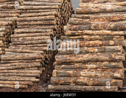 Napier, New Zealand - March 9, 2017: Closeup of two piles of tree trunks at large timber harbor. Heaps of brown tree trunks sawed at fixed length. Sha