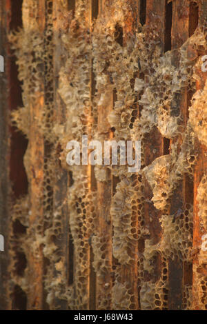 Close up of several bee frames inside of a bee box showing beeswax. Stock Photo