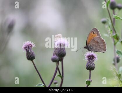 butterfly Stock Photo