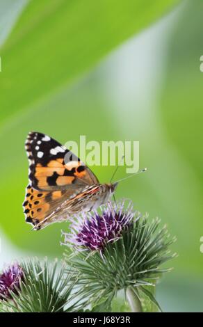 wing location shot moth smaller plant animal butterfly animals small tiny Stock Photo