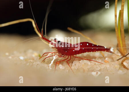 shrimp fresh water water blank european caucasian small tiny little short Stock Photo