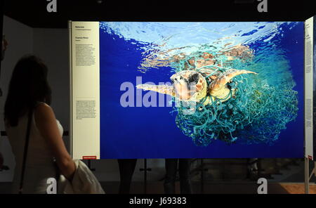 Lisbon, Portugal. 19th May, 2017. A woman visits the World Press Photo Exhibition 2017 in Lisbon, Portugal, May 19, 2017. Credit: Zhang Liyun/Xinhua/Alamy Live News Stock Photo