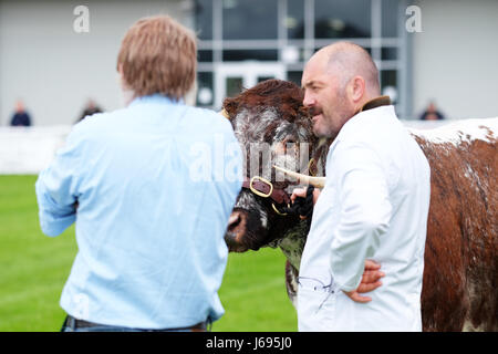Royal Welsh Spring Festival, Builth Wells, Powys, Wales - May 2017 - Longhorn cattle keep an eye on the officials in the judging ring for rare and native cattle breeds section on the opening day of the Royal Welsh Spring Festival. Credit: Steven May/Alamy Live News