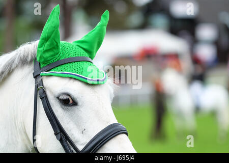 Royal Welsh Spring Festival, Builth Wells, Powys, Wales - May 2017 - A pony with a distinctive green ear hat awaits its turn to perform in the junior show jumping event. Credit: Steven May/Alamy Live News