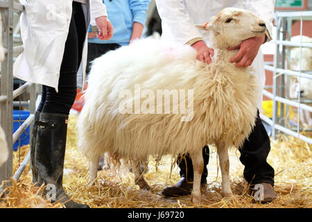 Royal Welsh Spring Festival, Builth Wells, Powys, Wales - May 2017 - Final preparation just before entering the show ring at the Royal Welsh Spring Festival. Photo Steven May / Alamy Live News