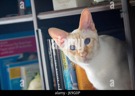 siamois cat in a bibliotheque Stock Photo