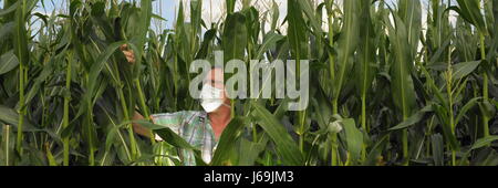 field corn cornfield mask man food aliment eco agriculture farming grain acre Stock Photo