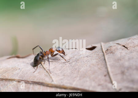 Red wood ant - Formica rufa Stock Photo