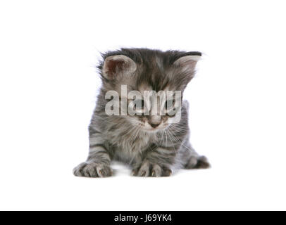 silver cat baby kitten eyes silver cats ears look glancing see view looking Stock Photo