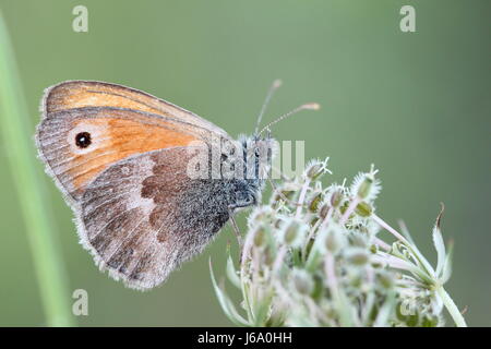 wing location shot moth smaller plant animal butterfly animals small tiny Stock Photo