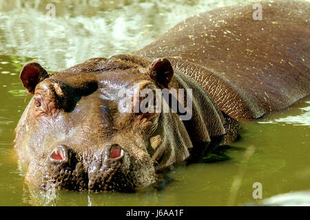 Image of a large mammal of a wild animal, hippopotamus in water Stock Photo