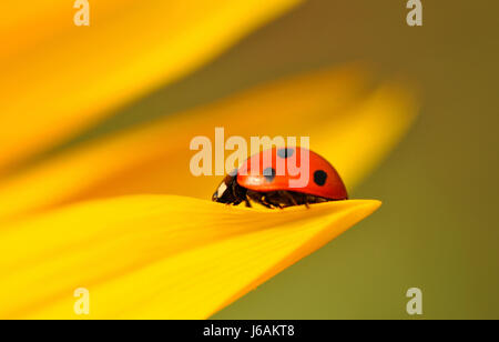 ladybug Stock Photo