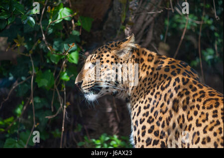 snow leopard under the shadow of a tree Stock Photo