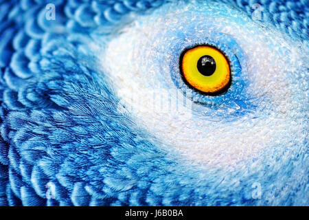 Closeup photo of a yellow eye of the parrot with bright blue feathers, beautiful natural background, exotic birds birdwatching, wildlife safari, macro Stock Photo