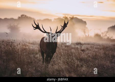 Stag at dawn in Richmond Park Stock Photo