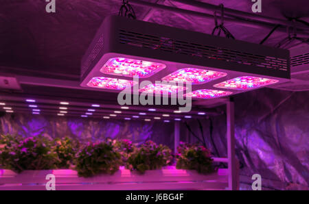 Smart indoor farm and Photoperiodism concept. Selective focus on Artificial LED panel light source used in an experiment on vegetables plant growth Stock Photo