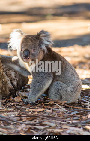 Koala (Phascolarctos cinereus) comes down from a tree, on Kangaroo Island, South Australia, Australia. Stock Photo