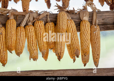 dried corn cobs hanging Stock Photo