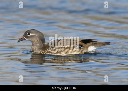 Mandarin Duck - Aix galericulata - female Stock Photo