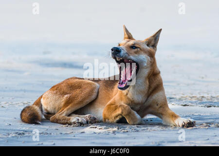 Dingo on seventy five mile beach, Fraser Island, Queensland, Australia. Stock Photo