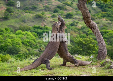 Komodo Dragons are fighting each other. Very rare picture. Indonesia. Komodo National Park. Stock Photo