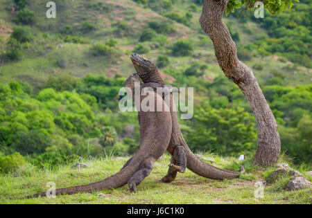 Komodo Dragons are fighting each other. Very rare picture. Indonesia. Komodo National Park. Stock Photo