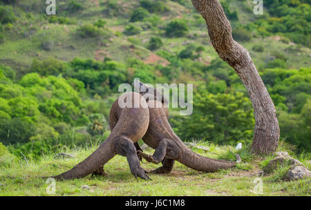 Komodo Dragons are fighting each other. Very rare picture. Indonesia. Komodo National Park. Stock Photo