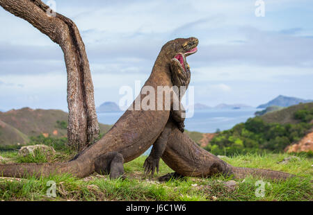 Komodo Dragons are fighting each other. Very rare picture. Indonesia. Komodo National Park. Stock Photo