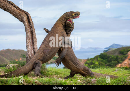 Komodo Dragons are fighting each other. Very rare picture. Indonesia. Komodo National Park. Stock Photo