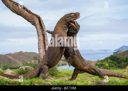 Komodo Dragons are fighting each other. Very rare picture. Indonesia. Komodo National Park. Stock Photo