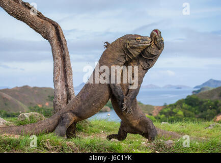 Komodo Dragons are fighting each other. Very rare picture. Indonesia. Komodo National Park. Stock Photo