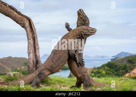 Komodo Dragons are fighting each other. Very rare picture. Indonesia. Komodo National Park. Stock Photo