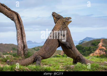 Komodo Dragons are fighting each other. Very rare picture. Indonesia. Komodo National Park. Stock Photo