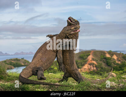 Komodo Dragons are fighting each other. Very rare picture. Indonesia. Komodo National Park. Stock Photo