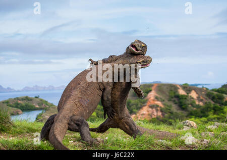 Komodo Dragons are fighting each other. Very rare picture. Indonesia. Komodo National Park. Stock Photo