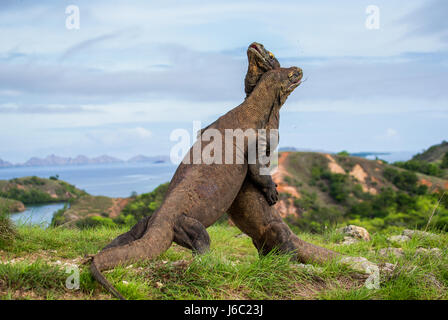 Komodo Dragons are fighting each other. Very rare picture. Indonesia. Komodo National Park. Stock Photo